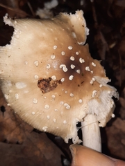 Pantherinae