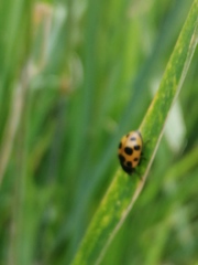 Ceratomegilla notata