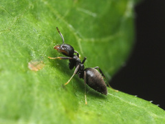 Technomyrmex difficilis