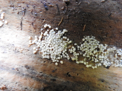 Helicogloea compressa