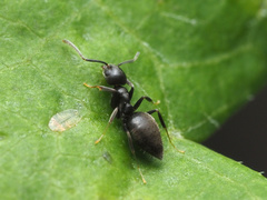 Technomyrmex difficilis