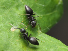 Technomyrmex difficilis