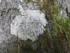 Lecanora carpinea