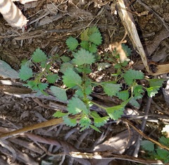 Urtica circularis
