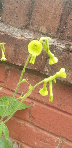 Image of Nicotiana langsdorffii by (c) Charlotte Jones, some rights reserved (CC BY)