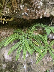 Asplenium trichomanes