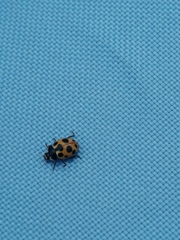 Ceratomegilla notata