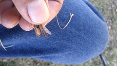 Chorthippus brunneus