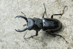 Dorcus rubrofemoratus yamadai