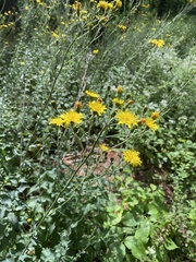 Hieracium umbellatum