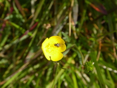 Ranunculus acris