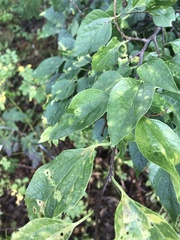 Celtis occidentalis