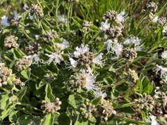 Ocimum obovatum