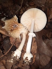 Pantherinae