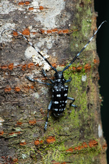 Anoplophora chinensis