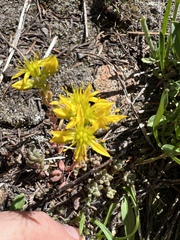 Sedum lanceolatum