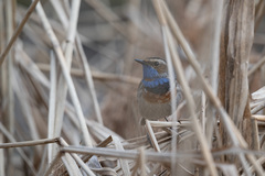 Luscinia svecica