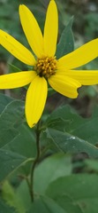 Helianthus divaricatus