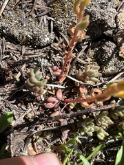 Sedum lanceolatum