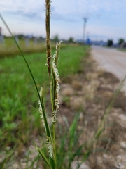 Sporobolus michauxianus