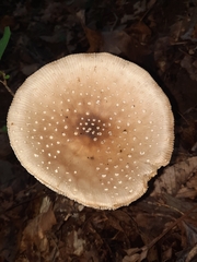 Pantherinae