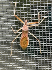 Rocconota annulicornis