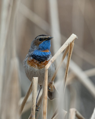 Luscinia svecica