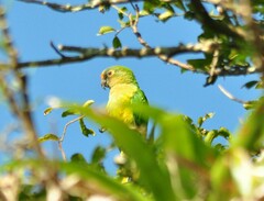 Eupsittula aurea