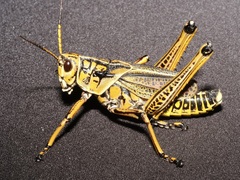 Romalea microptera