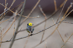 Motacilla citreola