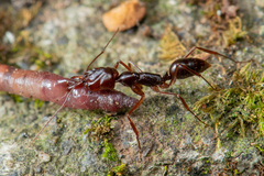 Odontomachus