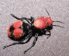 Dasymutilla occidentalis