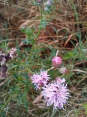 Cirsium arvense
