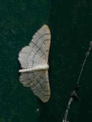 Idaea aversata