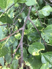 Celtis occidentalis