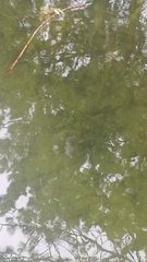 Esox lucius