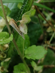 Agriphila straminella