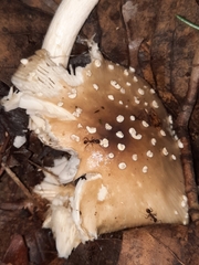Pantherinae