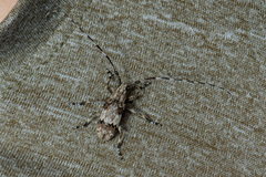 Mesoereis bifasciata