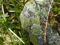 Rhizocarpon