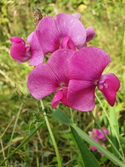 Lathyrus latifolius