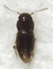 Ptinella taylorae