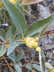 Salix lapponum