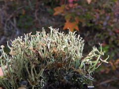 Cladonia gracilis