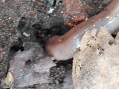 Oligochaeta