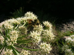 Bombus sylvicola