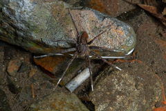 Dolomedes raptor
