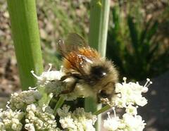 Bombus sylvicola