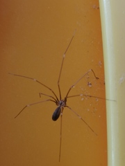 Pholcus opilionoides