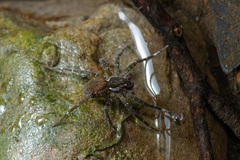 Dolomedes raptor